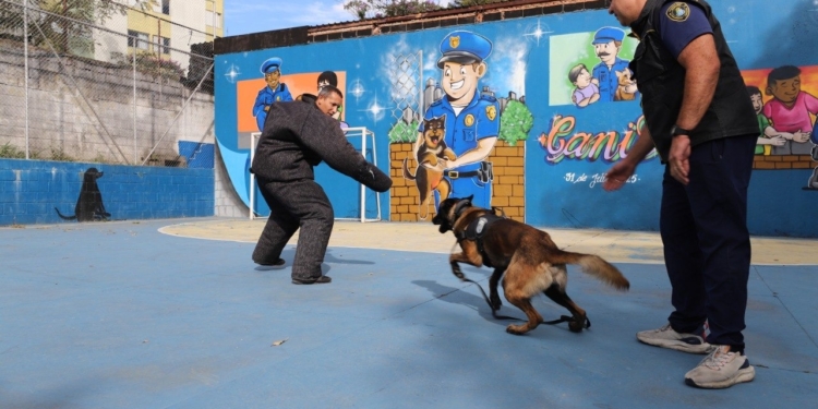 Cães da GCM de Diadema entram em fase final de treinamento