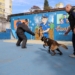 Cães da GCM de Diadema entram em fase final de treinamento