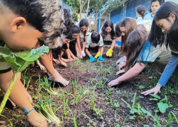 Da terra para a vida: alunos de RP colhem batata-doce e aprendem sobre emoções