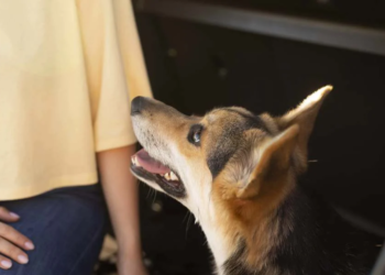 Vacinação antirrábica combate mito do cachorro louco