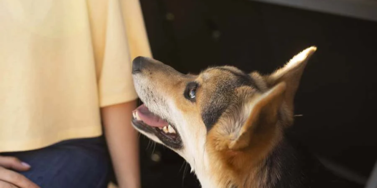 Vacinação antirrábica combate mito do cachorro louco