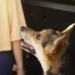 Vacinação antirrábica combate mito do cachorro louco