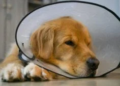 Pro Pet SP castra 25,8 mil cães e gatos no 1º semestre