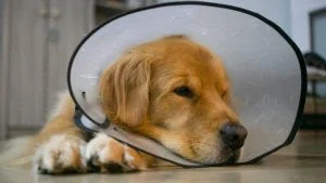 Pro Pet SP castra 25,8 mil cães e gatos no 1º semestre