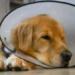 Pro Pet SP castra 25,8 mil cães e gatos no 1º semestre