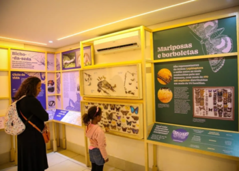 Planeta Inseto: conheça a exposição científica gratuita na zona sul de SP