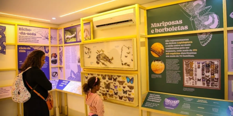 Planeta Inseto: conheça a exposição científica gratuita na zona sul de SP
