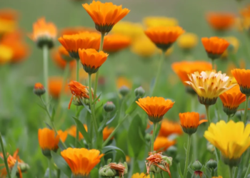 Bagaço de uva vira biofertilizante para o cultivo de flores comestíveis