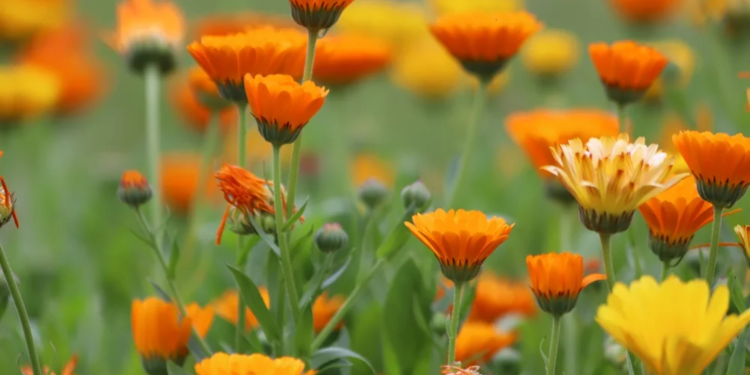 Bagaço de uva vira biofertilizante para o cultivo de flores comestíveis