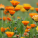 Bagaço de uva vira biofertilizante para o cultivo de flores comestíveis