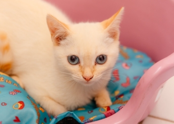 São Bernardo promove Pet’s Day neste domingo com feira de adoção