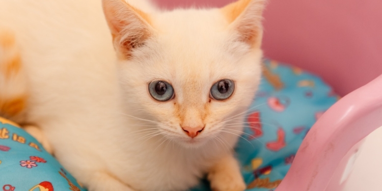 São Bernardo promove Pet’s Day neste domingo com feira de adoção
