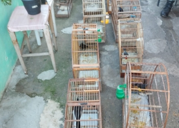 GCM Ambiental de SBC apreende 12 aves silvestres e aplica multa de R$ 35 mil no Alvarenga