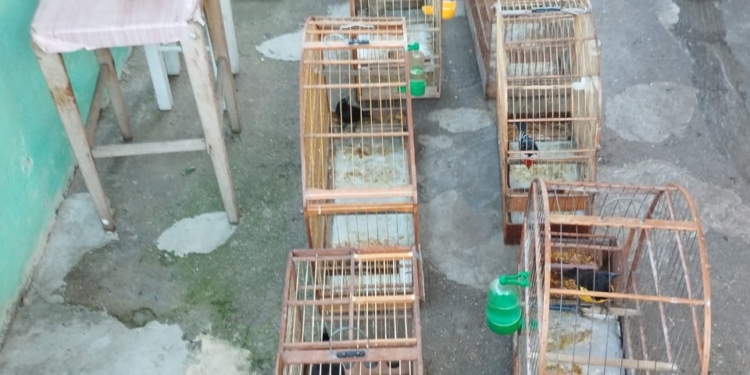 GCM Ambiental de SBC apreende 12 aves silvestres e aplica multa de R$ 35 mil no Alvarenga