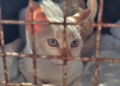 “Tigela Cheia” reúne adoção de animais e troca de recicláveis por ração neste sábado em RP