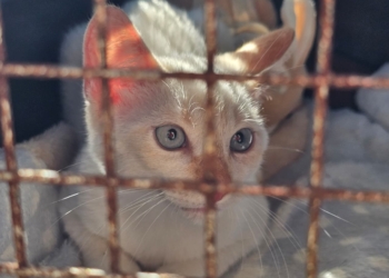 “Tigela Cheia” reúne adoção de animais e troca de recicláveis por ração neste sábado em RP
