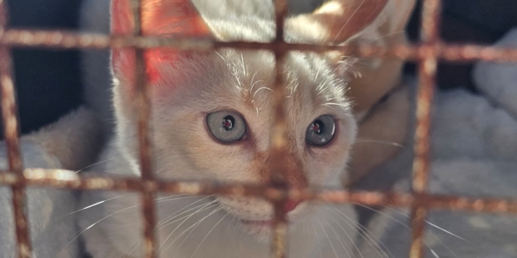 “Tigela Cheia” reúne adoção de animais e troca de recicláveis por ração neste sábado em RP