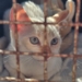 “Tigela Cheia” reúne adoção de animais e troca de recicláveis por ração neste sábado em RP