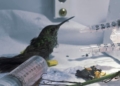 Zoo de São Bernardo orienta população sobre como proceder em caso de resgate de aves