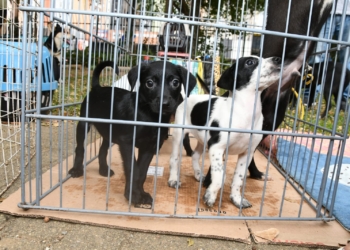 Santo André terá duas feiras de adoção de cães e gatos neste domingo