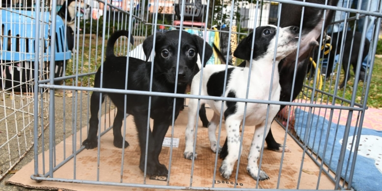 Santo André terá duas feiras de adoção de cães e gatos neste domingo
