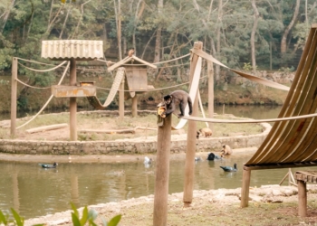 Parque Estoril é palco do 1º Festival da Coexistência Humano-Fauna