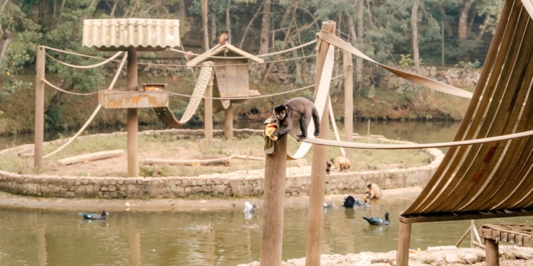 Parque Estoril é palco do 1º Festival da Coexistência Humano-Fauna