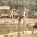 Parque Estoril é palco do 1º Festival da Coexistência Humano-Fauna