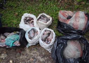 GCM Ambiental intensifica fiscalização contra pesca predatória na Represa Billings, em SBC