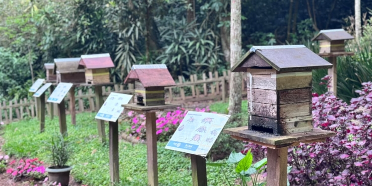 Abelhas da Mata amplia atuação e leva preservação de abelhas nativas para espaços públicos