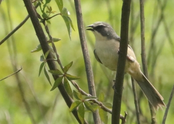 Tico-tico-do-banhado, ave ameaçada de extinção, é avistado no Parque Oriental, em Ribeirão Pires