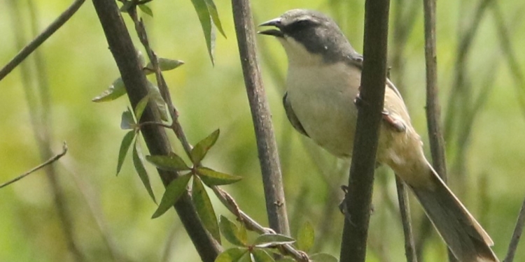 Tico-tico-do-banhado, ave ameaçada de extinção, é avistado no Parque Oriental, em Ribeirão Pires