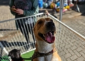 Ribeirão Pires fortalece atendimento nos bairros e amplia políticas de proteção animal