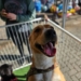 Ribeirão Pires fortalece atendimento nos bairros e amplia políticas de proteção animal