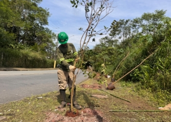 Ribeirão Pires avança com plantio de espécies nativas pelo programa Árvore Mais Segura