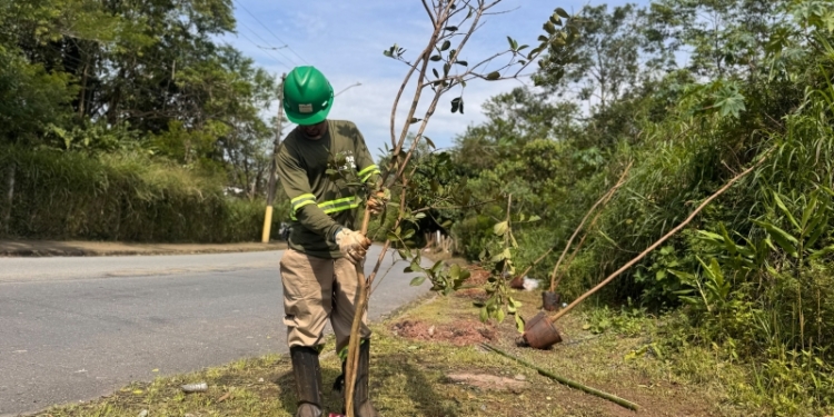 Ribeirão Pires avança com plantio de espécies nativas pelo programa Árvore Mais Segura
