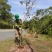 Ribeirão Pires avança com plantio de espécies nativas pelo programa Árvore Mais Segura