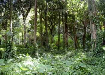 Concurso da Fundação Florestal com quase 11 mil inscritos avança para nova etapa