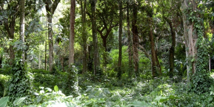 Concurso da Fundação Florestal com quase 11 mil inscritos avança para nova etapa